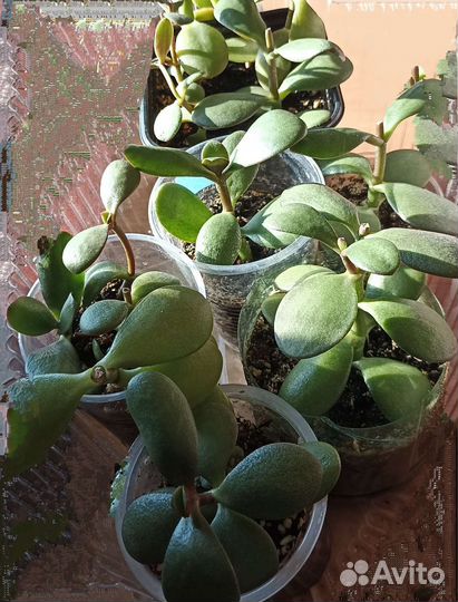 Каланхоэ, толстянка, кактус