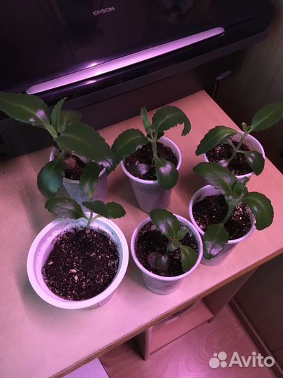 Каланхоэ лечебный