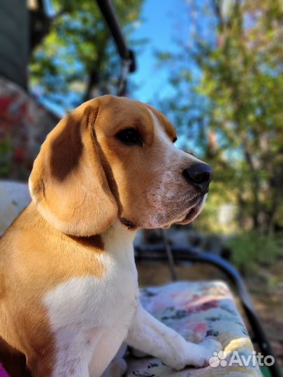 Вязка бигль