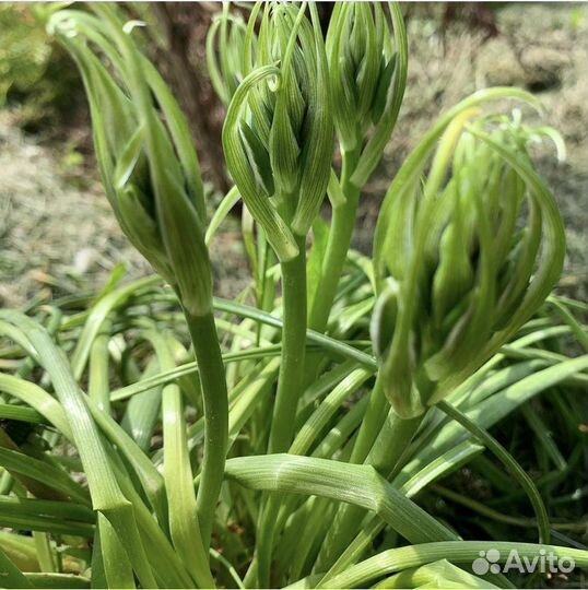 Птицемлечник