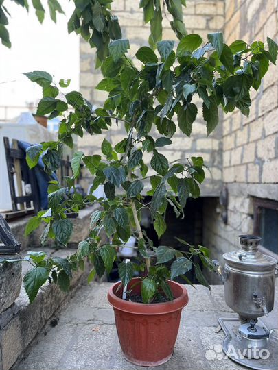 Гибискус китайская роза