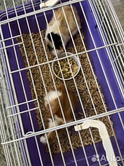 Морская свинка (самка, самец)