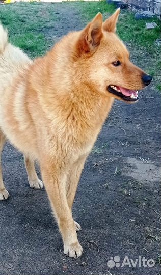 Щенки Карело-Финской лайки