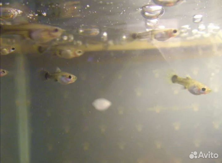 Гуппи молодь