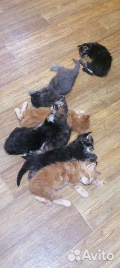 Котята мейн-кун