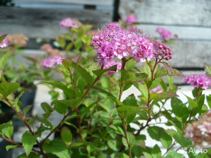 Спирея японская 'Little Princess' саженцы зкс