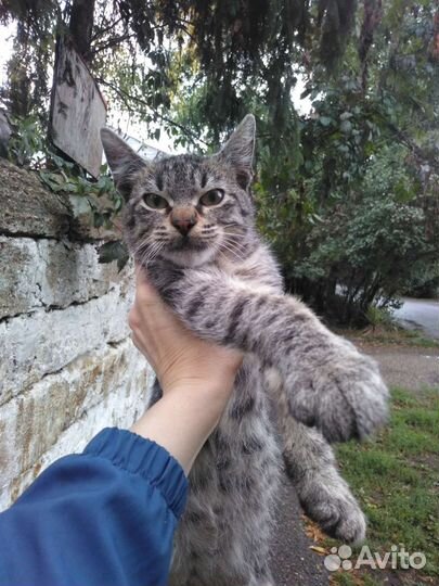 Кошка в дар бесплатно