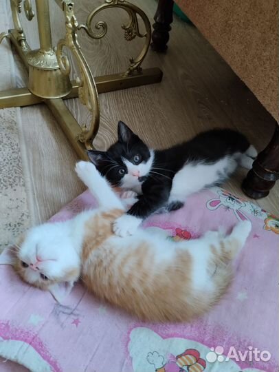 Котята в добрые руки бесплатно