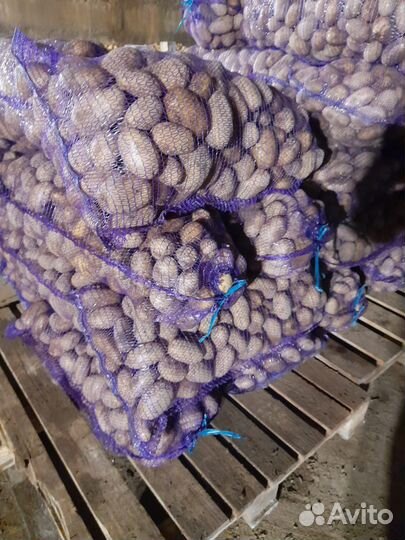 Картофель крупный и семенной с доставкой по 30 кг