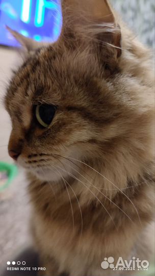 Отдам бесплатно