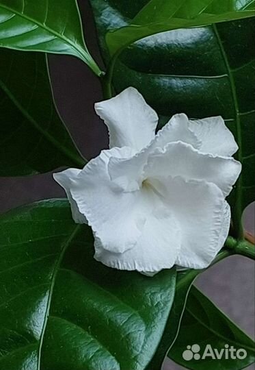 Табернемонтана махровая