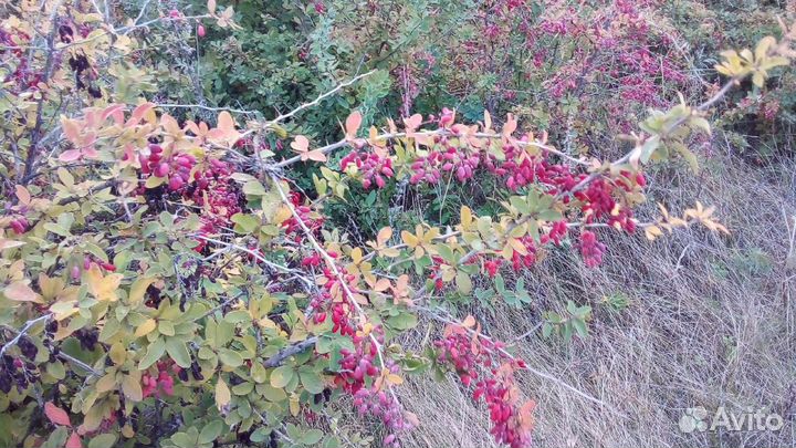 Кустарник декоративный Барбариса
