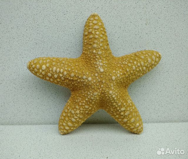 Звезда Филипинская 13 морская ракушка раковина