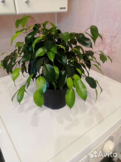 Фикус бенджамина