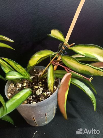 Хойя вайети триколор