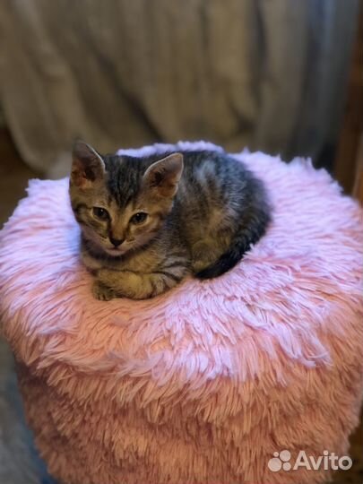 Умные котята в добрые руки