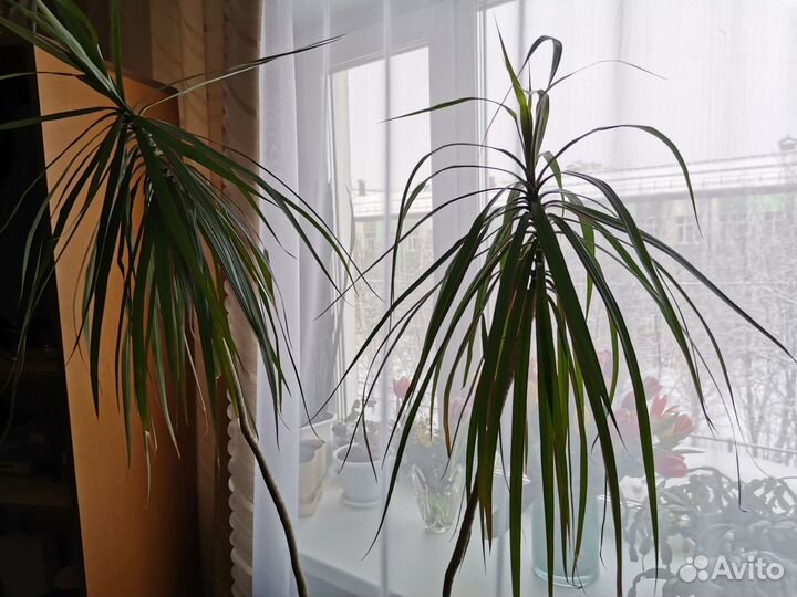 Комнатные цветы драцена