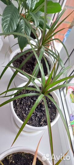 Комнатные цветы