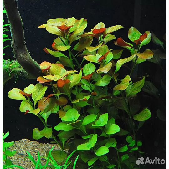 Аквариумные растения прополка (людвигия болотная)