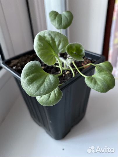 Дихондра серебристая, изумрудный водопад