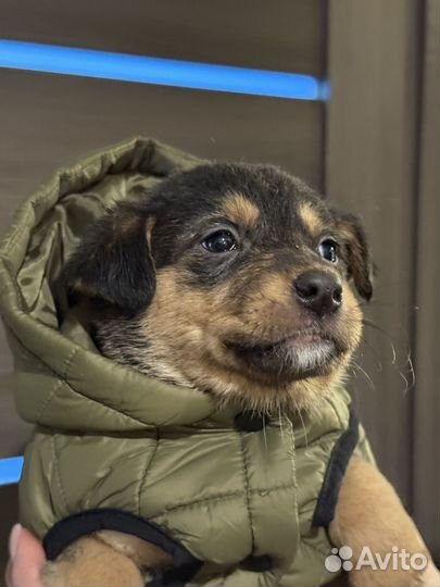 Щенки в добрые руки