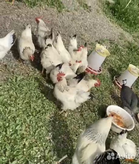 Куры серебрянки