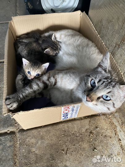 Котенок