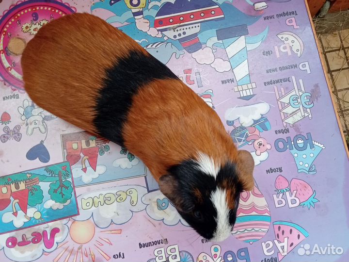 Морская свинка