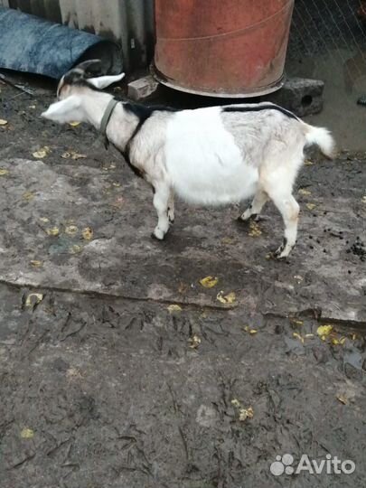 Козлик на мясо