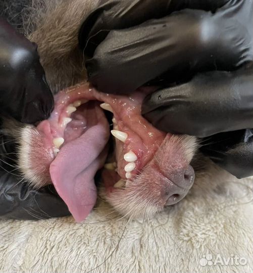 УЗ чистка зубов собакам без наркоза