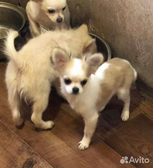 Чихуахуа щенки в Сургуте