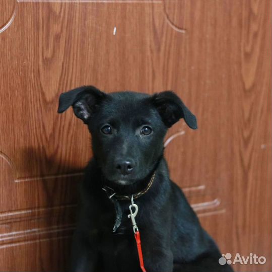 В самые ответственные руки пристраивается