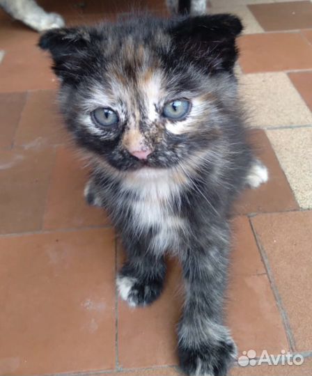 Шотландская вислоухая