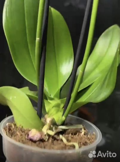 Орхидея фаленопсис маракеш/танго бабочка