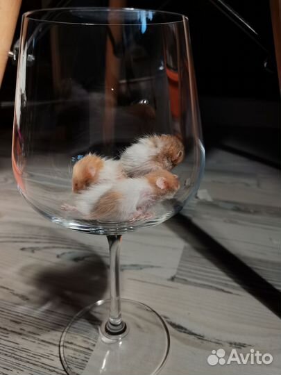 Сирийский хомяк малыш