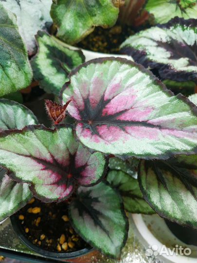 Бегония декоративно-лиственная на срез