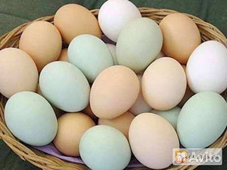 Инкубационное яйцо, домашние яйца