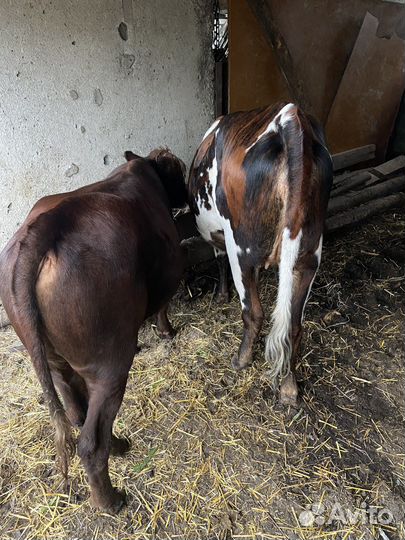 Бычок и тёлка