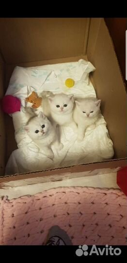 Британская серебристая шиншилла