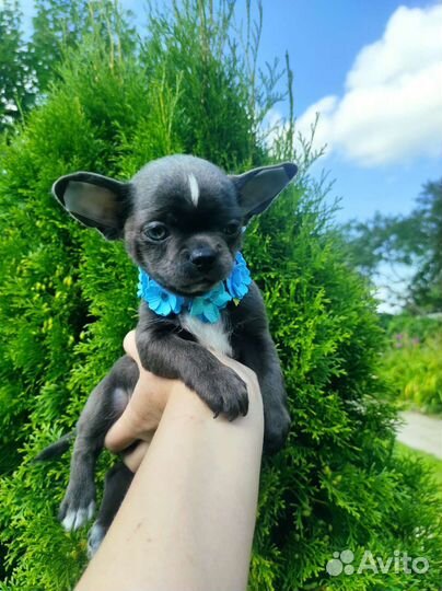 Голубые и лиловые щенки чихуахуа