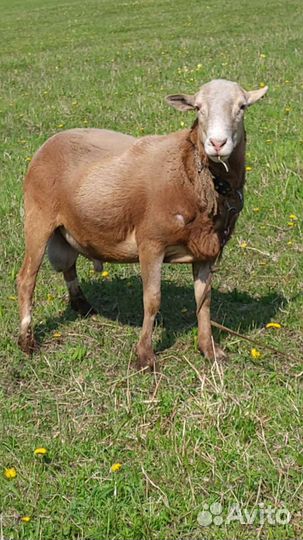 Бараны катумской породы