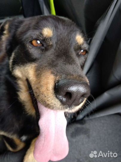 Молодая собака в поисках Человека