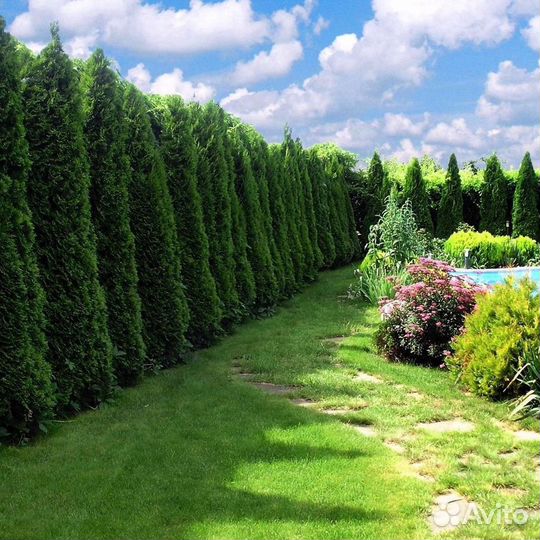 Туи премиум