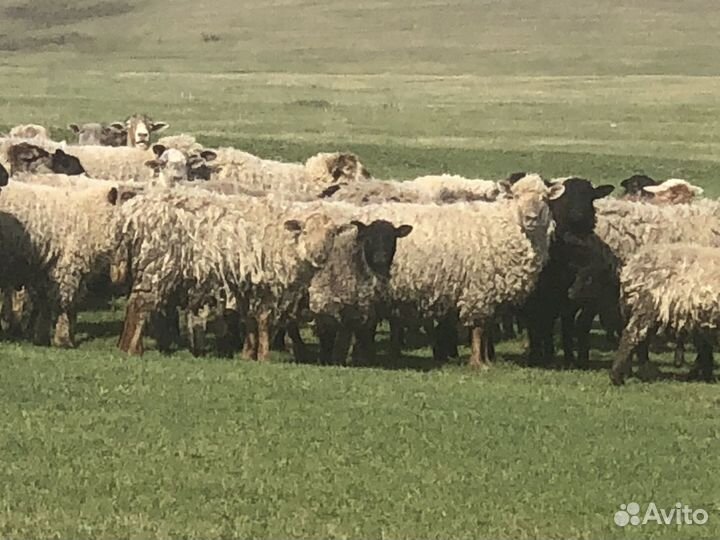 Овцы и бараны на племя