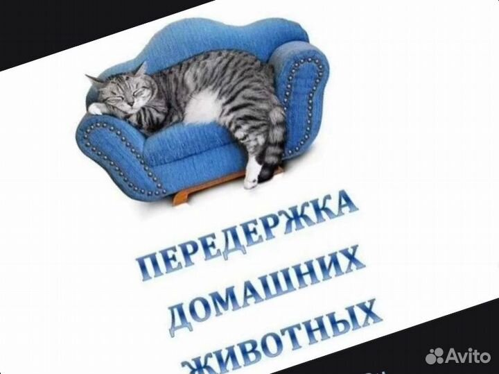 Передержка животных