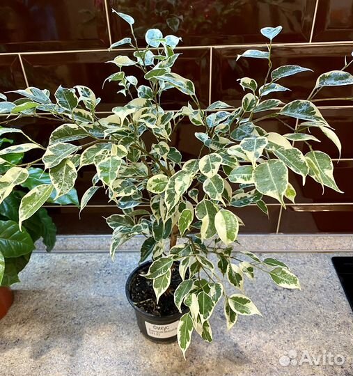 Фикус Бенджамина Голден Кинг