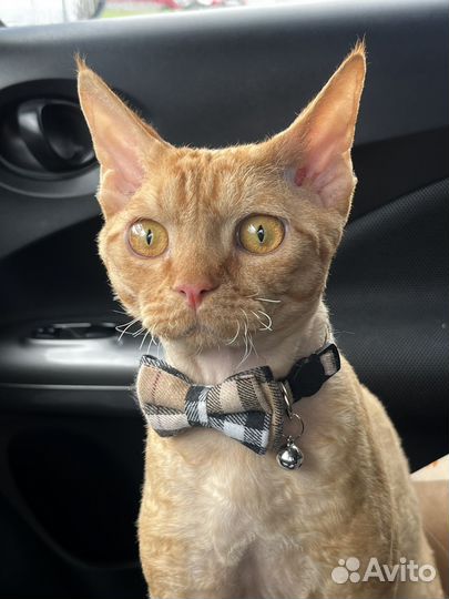 Вязка Девон рекс