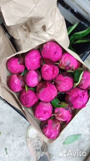 Пионы Голландии опт/розница в Краснодаре