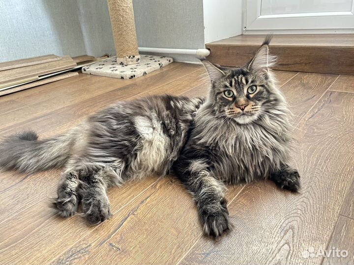 Кошка мейн кун