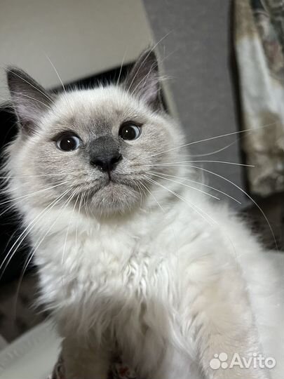 Котик регдолл